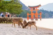 【Lion Travel 雄獅旅遊】岡山廣島四國｜日本首座~皮克敏公園.嚴島神社.今治毛巾美術館.葡萄酒廠.錦帶橋.倉敷美觀五日｜一晚溫泉 出發地點：台北