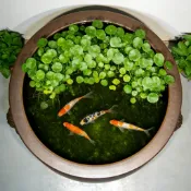 台灣發票現貨出貨 金錢草 銅錢草 香菇草 生態魚缸水草 陸龜兔可食 水草 錢幣草 招財草 懶人盆栽 園藝造景 招財聚氣
