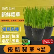 ✪四寶的店n✪需宅配~附發票 新鮮貓草 貓草 小麥草盆 沒有農藥~已經發芽只要澆水即可 嚴選 新鮮貓草 貓草 小麥草盆 不灑農藥 已經發芽只要澆水即可 天竺鼠 兔 龜 狗 現採 現吃 新鮮