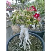 DHA Chao Ngor 羊角沙漠玫瑰種子