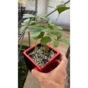 觀葉植物【幸運樹/闊葉鐵樹】★海綿★高約3-8cm☆觀葉植物 中壢平鎮 241140