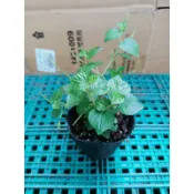 Cây giống càng cua 草胡椒苗