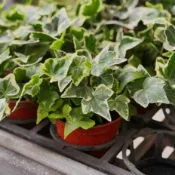 常春藤【大里種苗】3吋│室內植物│觀葉植物│耐陰好養│垂吊植物│爬藤植物│居家綠化│辦公室盆栽
