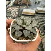 【安舶園藝】月影   百合科   多肉植物