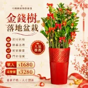 金錢樹 繁花盆栽 落地盆栽 氧化鎂盆器 開幕送禮 喬遷禮物 植栽 辦公室裝飾