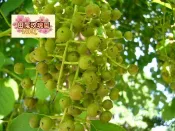 ╭＊田尾玫瑰園＊╯綠籬樹苗(茄苳)高50cm35元.對風及空氣污染的抵抗力強