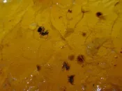 天然超清透蜜臘黃金硬蟲蟲琥珀原礦〈250公克 松香味濃  特價七天