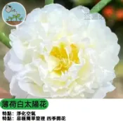 重瓣太陽花種子（薄荷白） 宿根向日葵 永生花材料 薄荷白色系 庭院切花 耐熱好種 四季開花 陽台盆栽 花壇綠化
