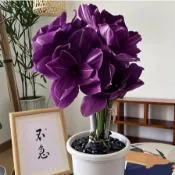 今年最新種球-孤挺花球根 重瓣朱頂紅種球 四季開花多年生 室內外陽台庭院四季種植開花 辦公室綠植盆栽 耐寒耐熱種球