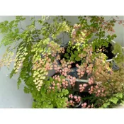 柔情、新紅葉 鐵線蕨4寸盆 3寸盆