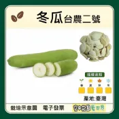 【台灣出貨 電子發票】台農二號 冬瓜 種子｜超長大冬瓜｜果長70～80公分 果重10～15公斤｜蔬菜種子｜空中花園藝世界