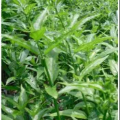 憂遁草（ 沙巴蛇草）3吋盆，高20公分，徑粗。香草藥植物，徑，葉可食用☆日月農場☆