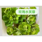 玫瑰水芙蓉，玫瑰水芙蓉