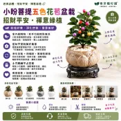 台灣現貨🔥小盼菩提盆栽苗  菩提樹禪意招財好養植物盆栽 菩提 桌面禪意擺件 四季觀果 辦公室防輻射綠植