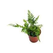 (店+)【Gardeners】兔角蕨 3吋盆 -1入室內植物/綠化植物/蕨類植物