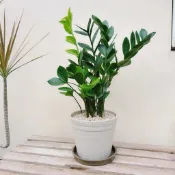 森植人星｜綠葉金錢樹（綠葉美鐵芋）