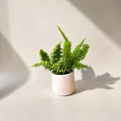 英宏 蕾絲蕨3寸 室內植物 蕨類 觀葉植物