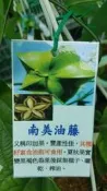╭＊田尾玫瑰園＊╯水果苗(南美油藤(印加花生)高30-40cm250元
