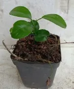 佛利蒙柑實生小苗(英名：Fremont)