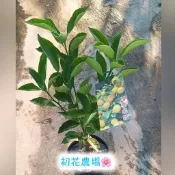 初花農場2店|金桔苗|四季金桔｜4.5寸盆|嫁接苗|果樹|～定價180特價150