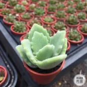 一吋迷你盆【極光兔🐰（無點）】多肉植物|多肉|景天科｜療癒小物| 組盆|綠手指必備|［Xuan肉園］