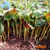 魚腥草種子 折耳根種子 蕺菜籽 臭腥草  可食用香草  耐陰好種 陽台盆栽  鄉土草種 四季可種
