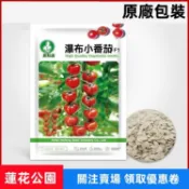 🥦【聖女果種子】盆栽矮生黃色聖女果種子番茄種子櫻桃小番茄種子超甜超產水果種子四季春季小西紅柿種籽陽臺種子