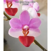 蝴蝶蘭/櫻桃洛比/2.5吋分生苗/小花型