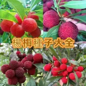 ✔💯現貨現發【楊梅種子】東魁楊梅種子 盆栽 地栽 楊梅 種子 南方北方種植當年結果種子 水果種子 美容養顏水果