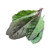 稀有紫恐龍羽衣甘藍(耀眼藍品系)種子10顆~Dazzling Blue Kale