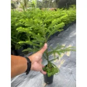小葉南洋杉$新貨上架優惠（參考高度30公分）