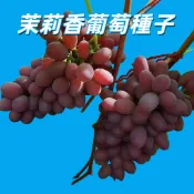 【茉莉香葡萄種子】 台灣在地 香氣濃郁 果樹盆栽 園藝樂趣 種植套組 適合陽台花園 居家綠化 易發芽