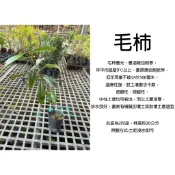 心栽花坊-毛柿/黑檀/2吋盆/木本植物/綠籬植物/綠化植物/特價50