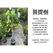 心栽花坊-菩提樹/畢缽羅樹/8吋盆/綠籬植物/綠化環境/特價530
