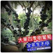 大果四季樹葡萄✅2-4年樹齡 此品種全年生不停 矮化可南北陽台快速產果 超好吃 嘉寶果 樹葡萄 大果樹葡萄 樹葡萄盆栽