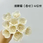 『花藝夢』高品質索拉 波斯菊(白心) 索拉 4公分(單支) 擴香花 乾燥白心)