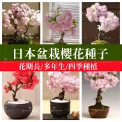 森禾|💯✔【矮化櫻花種子】日本盆栽櫻花種子 四季開花 矮化盆栽觀賞花卉日本矮化櫻花種子（紅櫻奈良櫻鬆月櫻染井櫻）室內盆