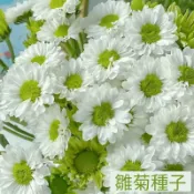 【繁花诗錦】 台灣現貨現發羅馬洋甘菊 春夏開花 四季可種植 可食用 陽臺園藝種植 發芽率高達95%