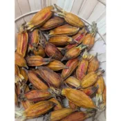 【尋植樂】 黃梔子 山黃梔 果實(未燻硫) 100g 草生種植 天然晾曬 乾燥 黃色 染料 花葉移印染