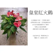 心栽花坊-皇室紅火鶴花/火鶴/6吋盆/觀葉植物/室內植物/綠化植物/特價460