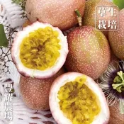 【十翼饌選果】豐耀農場 滿天星百香果5台斤x1箱(網室栽種/草生栽培/產地直送)