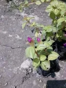 ╭＊田尾玫瑰園＊╯ 地被植物-(蔓性野牡丹)