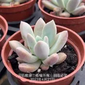 沅鈺農場   多肉植物   奧普琳娜