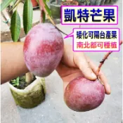 凱特芒果嫁接苗🟡強力矮化.開過花-可陽台產果🟡〈急速24出貨〉 土芒果 夏雪芒果 愛文芒果 金煌芒果 芒果 芒果苗 樹苗