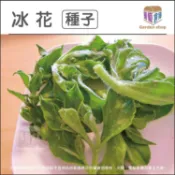 日本冰花種子 冰菜種子-內含蘋果酸、檸檬酸、松醇及肌醇等，是一般蔬菜中所沒有，日本特殊食材-園藝倉庫