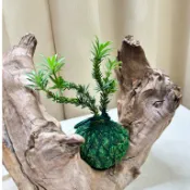 《Kamata🌈》☘️米粒羅漢松苔球☘️常綠喬木 手作苔球 室內植物 空氣淨化 可吊掛居家小品 桌上型苔球