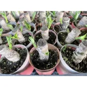 🌵多肉植物、仙人掌🌵【 巴西鐵樹 】3吋盆