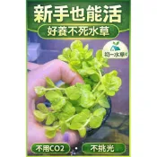 🆔初一耕植🆔黃金錢草#水草造景