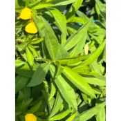 甜萬壽菊，香草類植物，阡插植物(水耕、土耕佳)，每株5公分以上剪頭不帶根出售