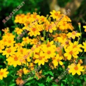 2026現貨新種 芳香萬壽菊（250粒）濃香型 夏日可驅蚊效果好 室內四季好養易活 耐寒耐熱 耐旱 花卉陽台庭院四季開花